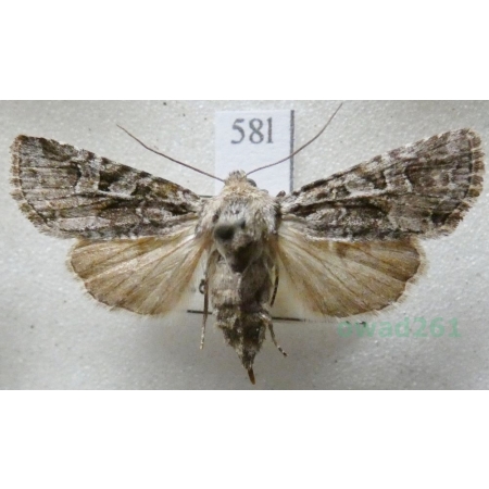 Lasionhada proxima (Hübner, 1809) Czech58l